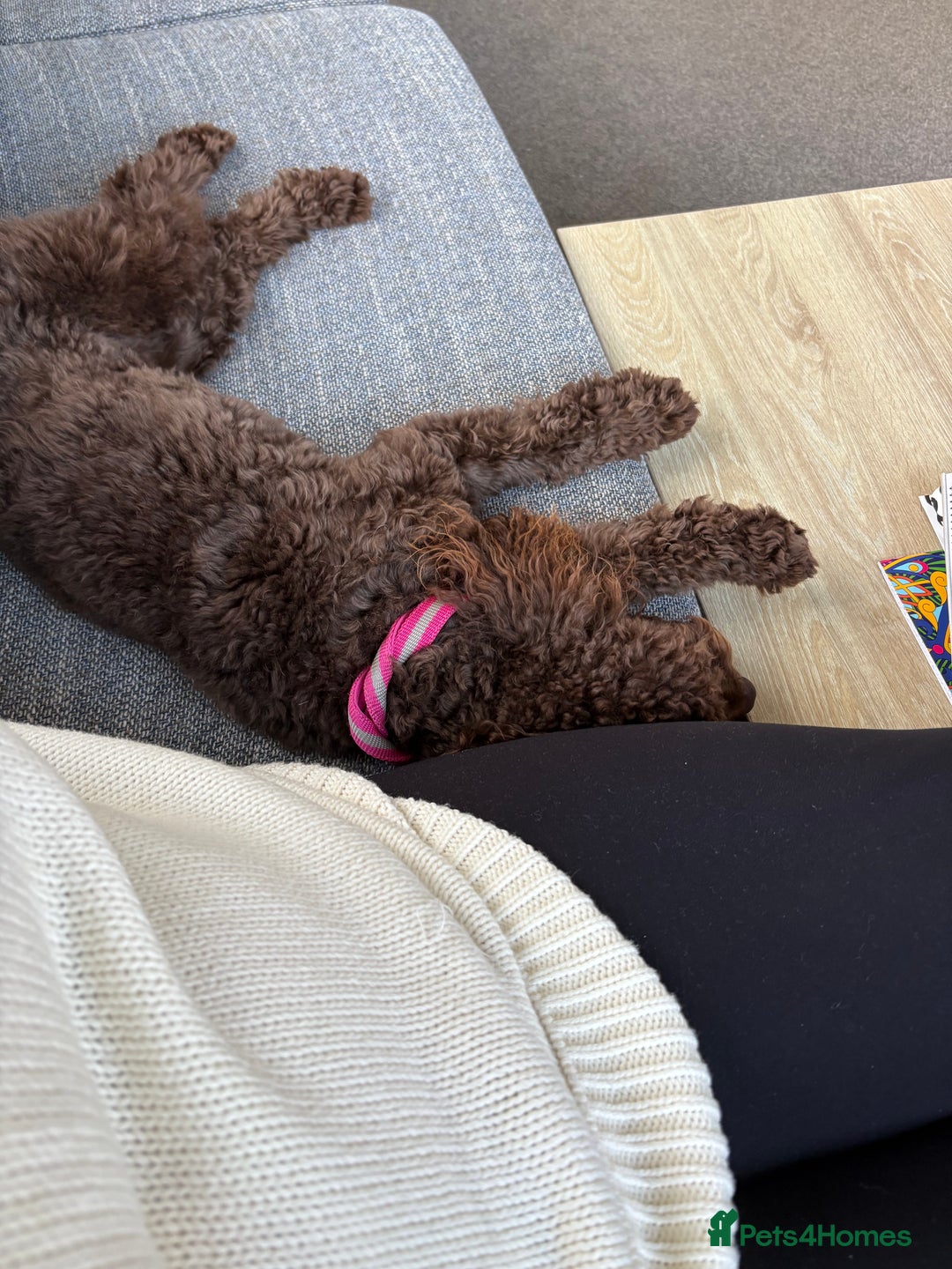 Cockapoo dogs for sale: Brown Cockapoo for rehome - Image 2