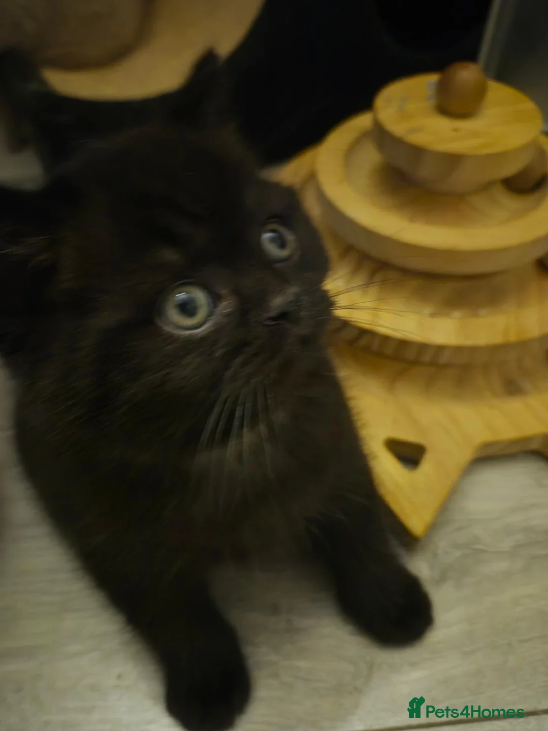 British Shorthair cats for sale: British shorthair kittens - Advert 2