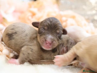 Miniature Dachshund dogs KC Longhair Miniature Dachshund Puppies - Advert 3