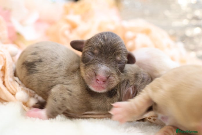 Miniature Dachshund dogs KC Longhair Miniature Dachshund Puppies - Advert 4