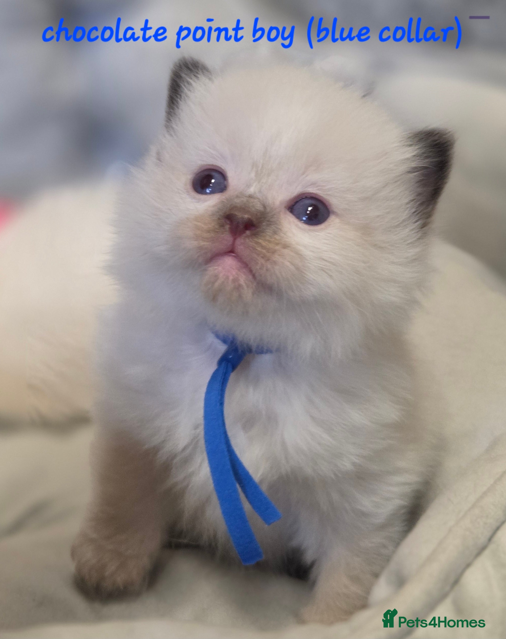 Ragdoll cats for sale: Gccf registered ragdoll kittens  - Advert 3