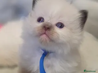 Ragdoll cats Gccf registered ragdoll kittens - Advert 11