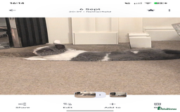 Lionhead rabbits for sale: Young Spayed Female Double Lionhead Rabbit - Advert 1