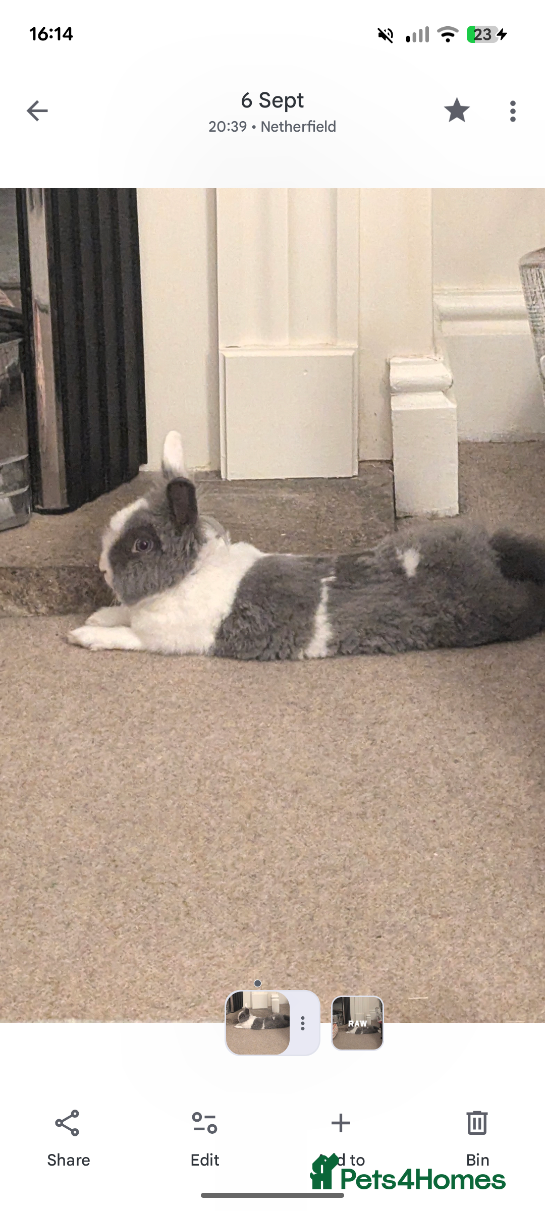 Lionhead rabbits for sale: Young Spayed Female Double Lionhead Rabbit - Advert 1