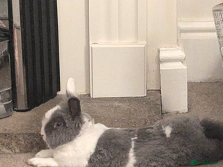 Lionhead rabbits Young Spayed Female Double Lionhead Rabbit - Advert 4