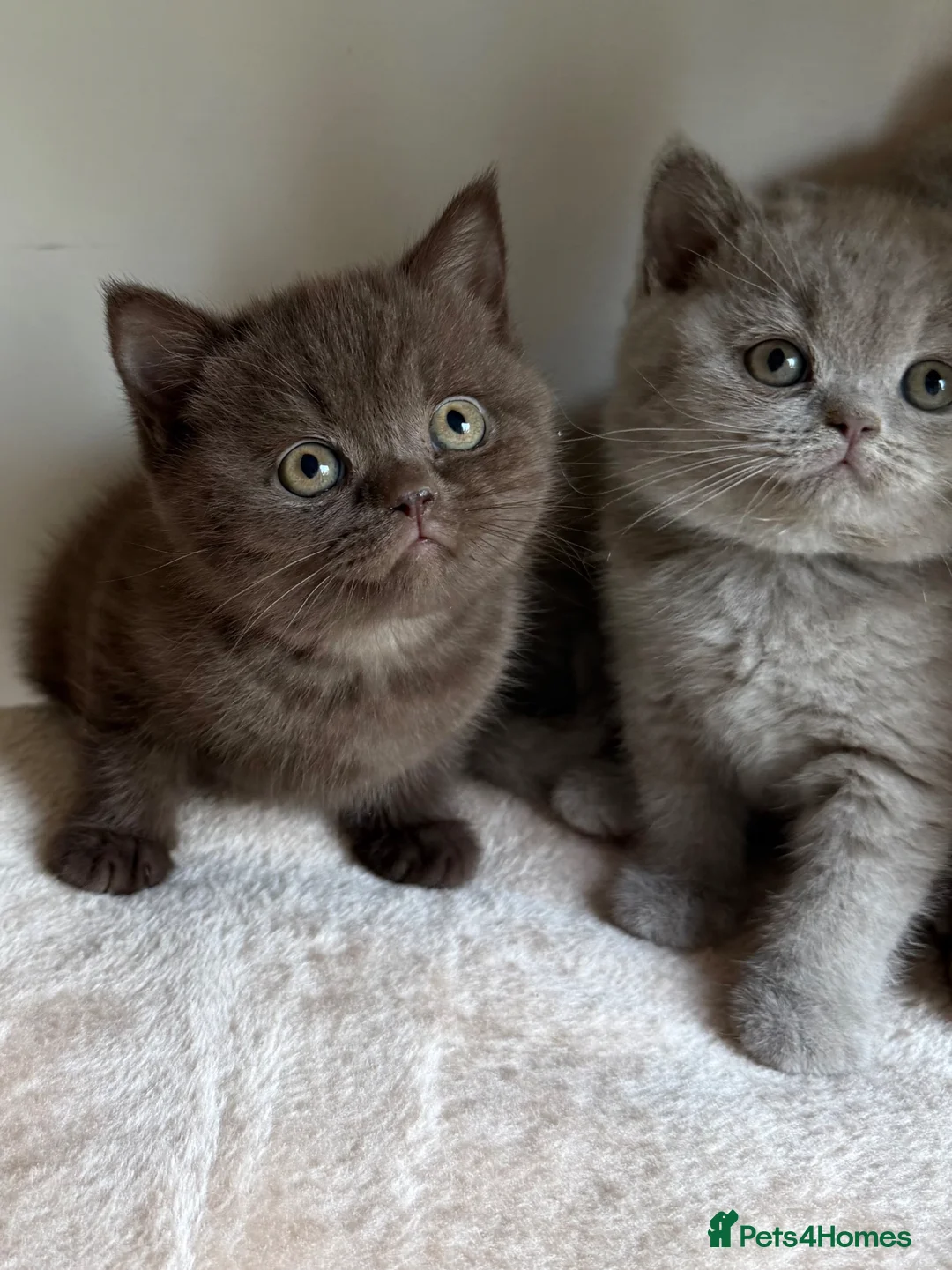 British Shorthair cats for sale: Chunky Show Quality BSH kittens  - Advert 9