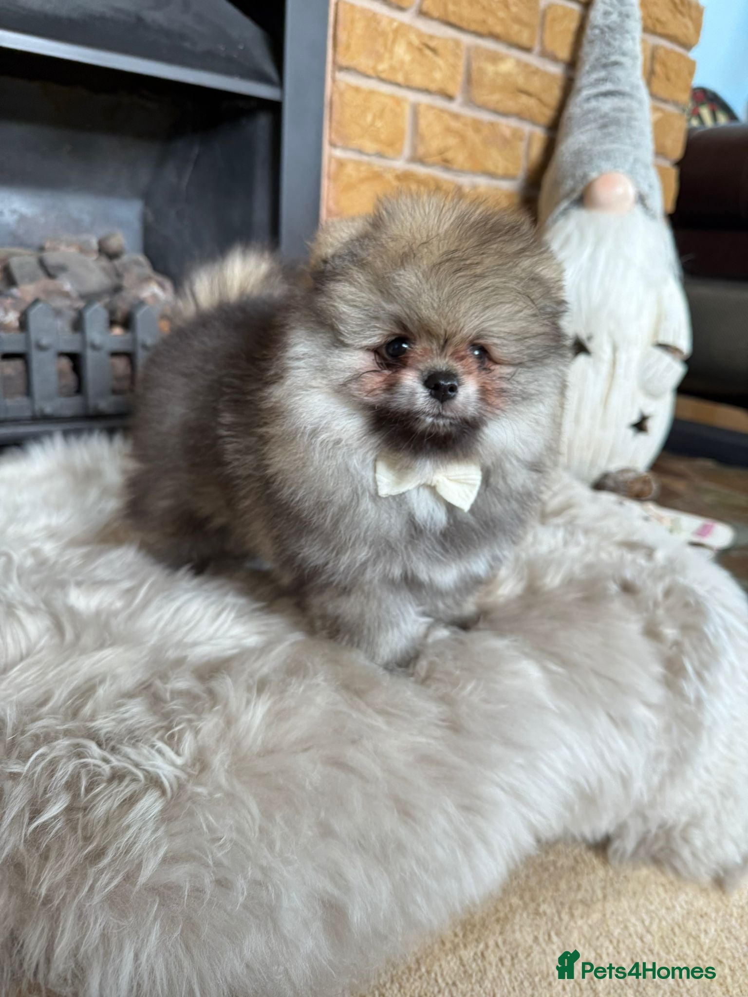 Pomeranian dogs ✨ Exclusive Teddy Bear Face Pomeranian Puppies ✨ - Advert 4