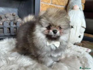 Pomeranian dogs ✨ Exclusive Teddy Bear Face Pomeranian Puppies ✨ - Advert 14