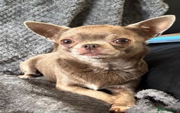 Chihuahua dogs for sale: Kc spayed female chihuahua.  in South Shields - Image 4