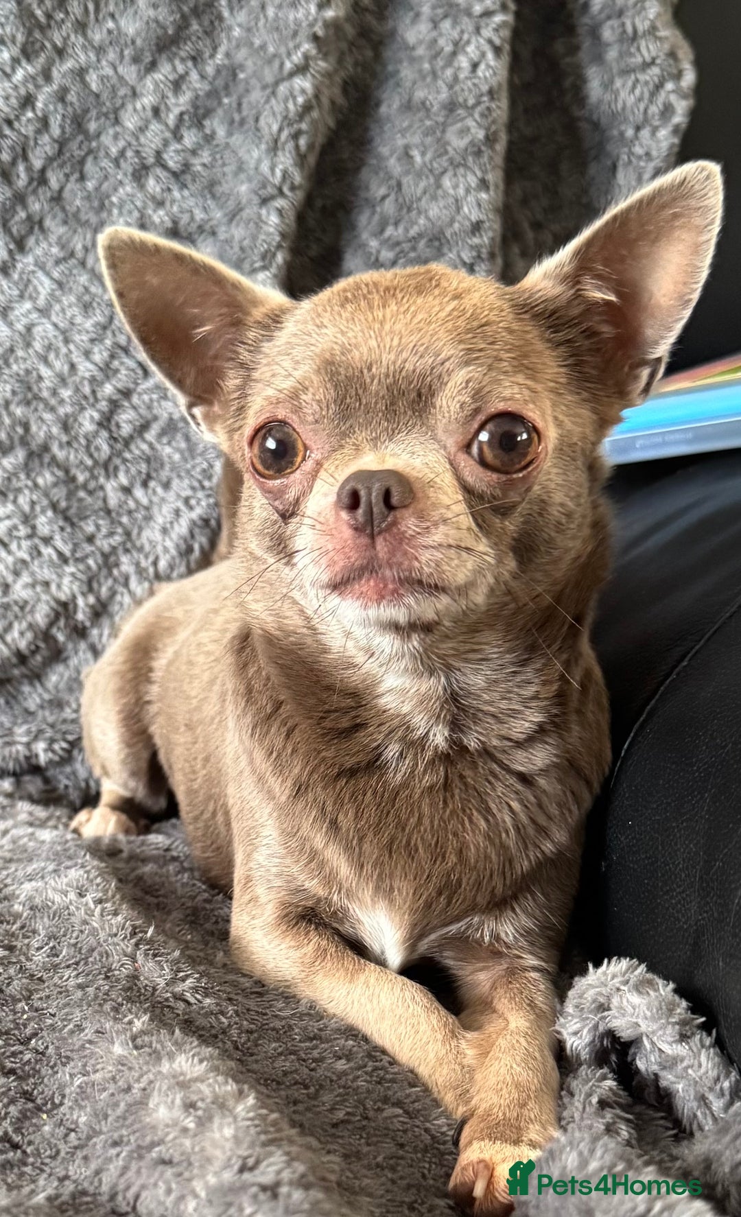 Chihuahua dogs for sale: Kc spayed female chihuahua.  in South Shields - Image 4