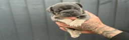 Frug dogs for sale: 4 beautiful frug puppies -  3/4 frenchie.  - Advert 19