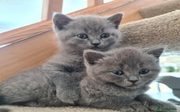 British Shorthair cats for sale: Both parents pedigreesTICA pedigree-dad5xchampion  - Image 6