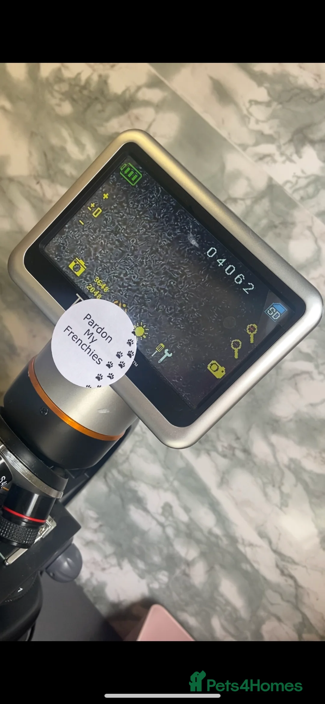 Chihuahua dogs for stud: Tri colour chi - Proven stud in Middlesbrough - Advert 14