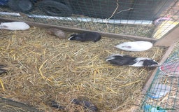 Guinea Pig rodents for sale: Guinea pigs  - Image 2