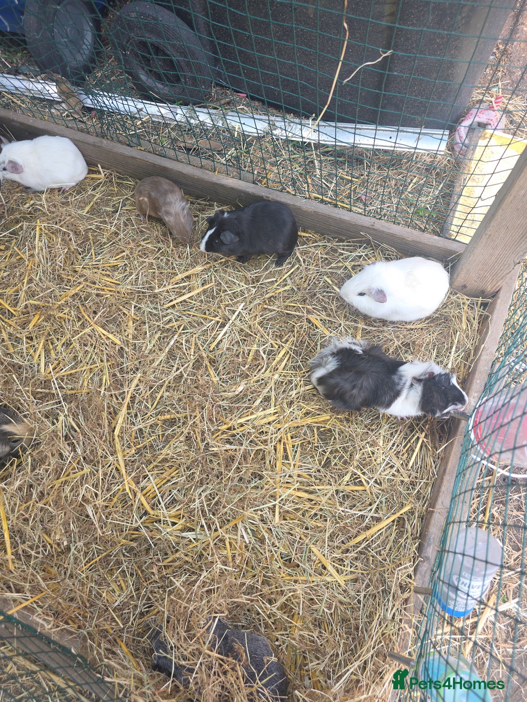 Guinea Pig rodents for sale: Guinea pigs  - Image 2