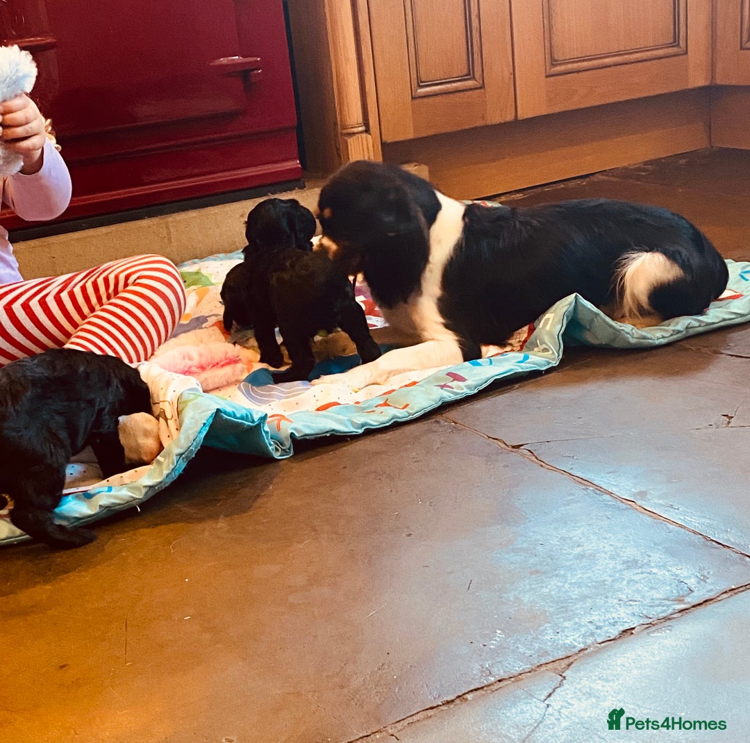 Cavapoo dogs for sale: F1 boys, licensed breeder, health tested parents - Image 18