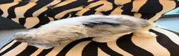 Sheepadoodle dogs for sale: Sheepadoodle Puppies Available  - Advert 7