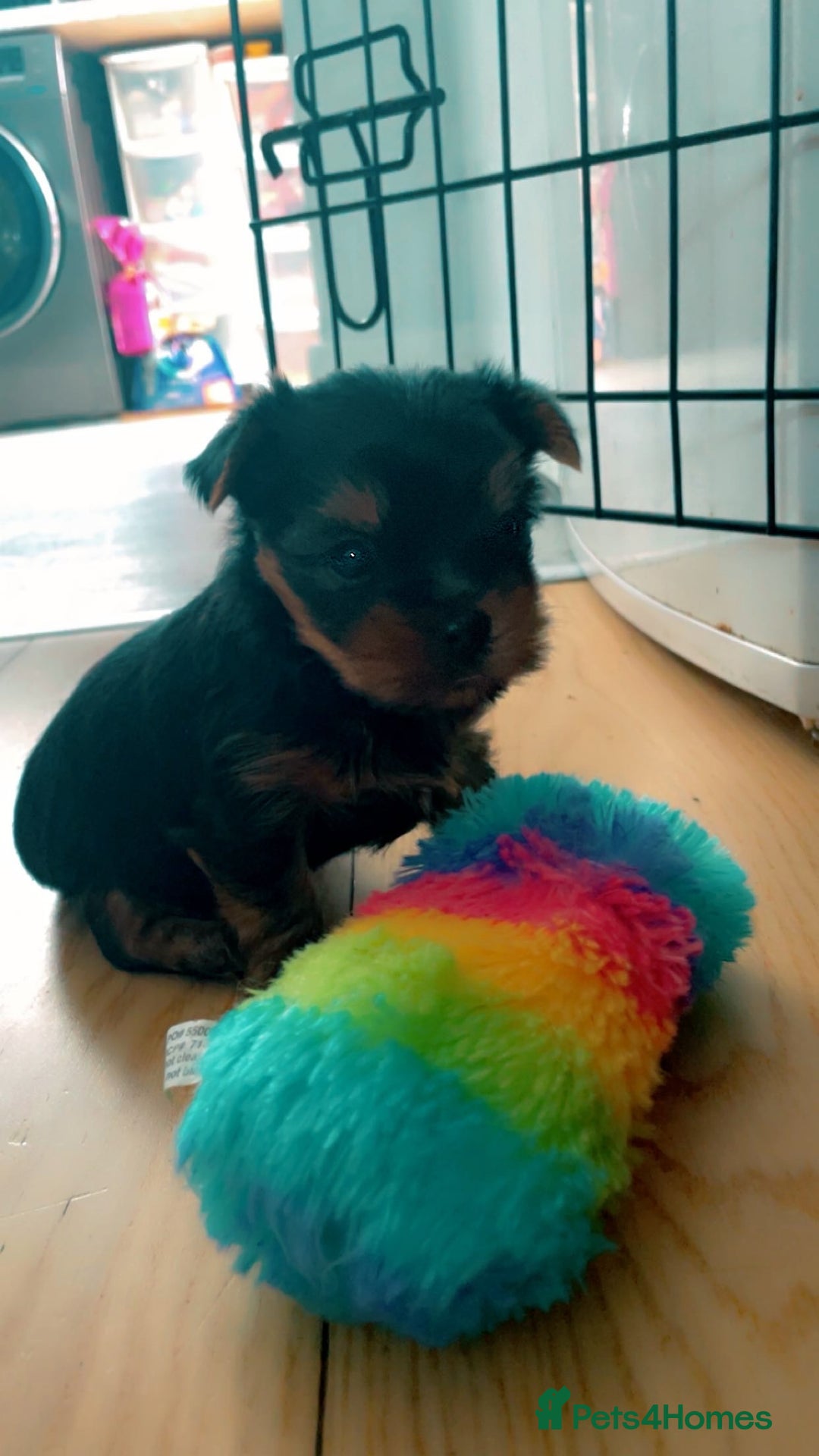 Yorkshire Terrier dogs for sale: Mini yorkshire terrier - Image 9