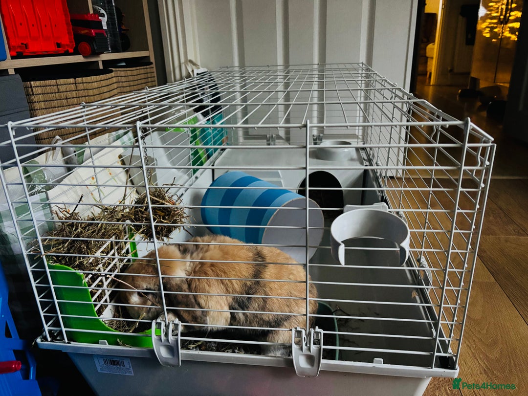 Mini Lop rabbits for sale: 3 yr old male mini lop - Advert 3