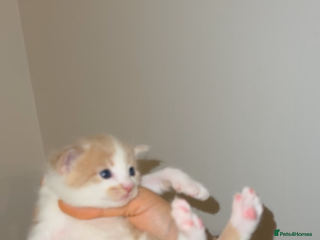 Turkish Angora cats Rare coloured kittens 🐱 😍 - Advert 1