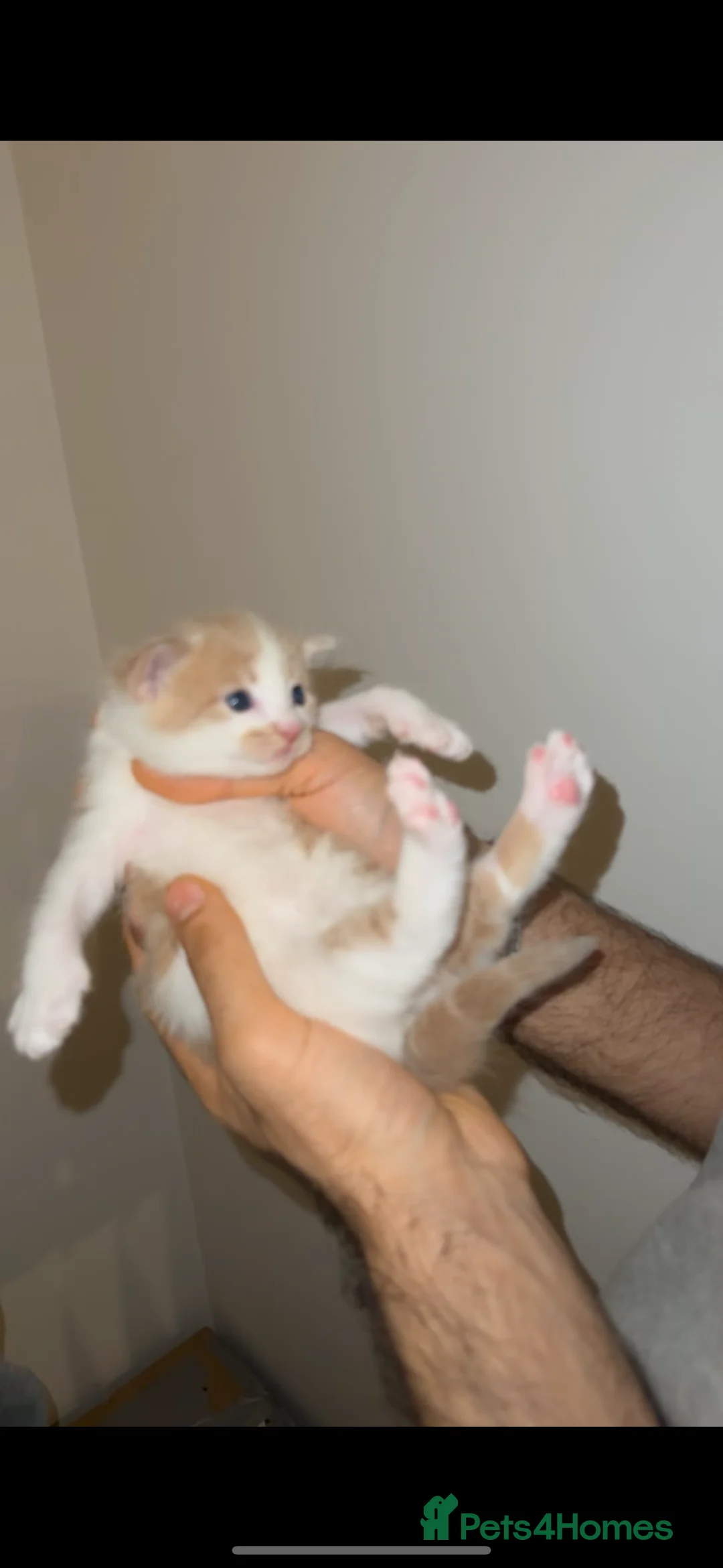 Turkish Angora cats for sale: Full white Female🐱 😍 - Advert 7