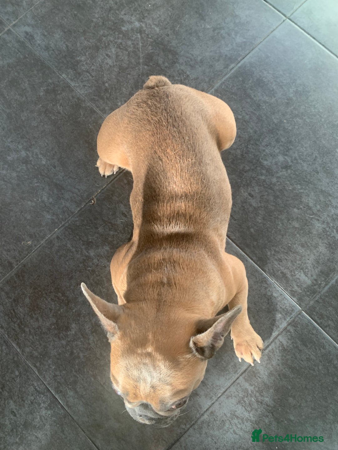 French Bulldog dogs for sale: Looking for a new home - Advert 4
