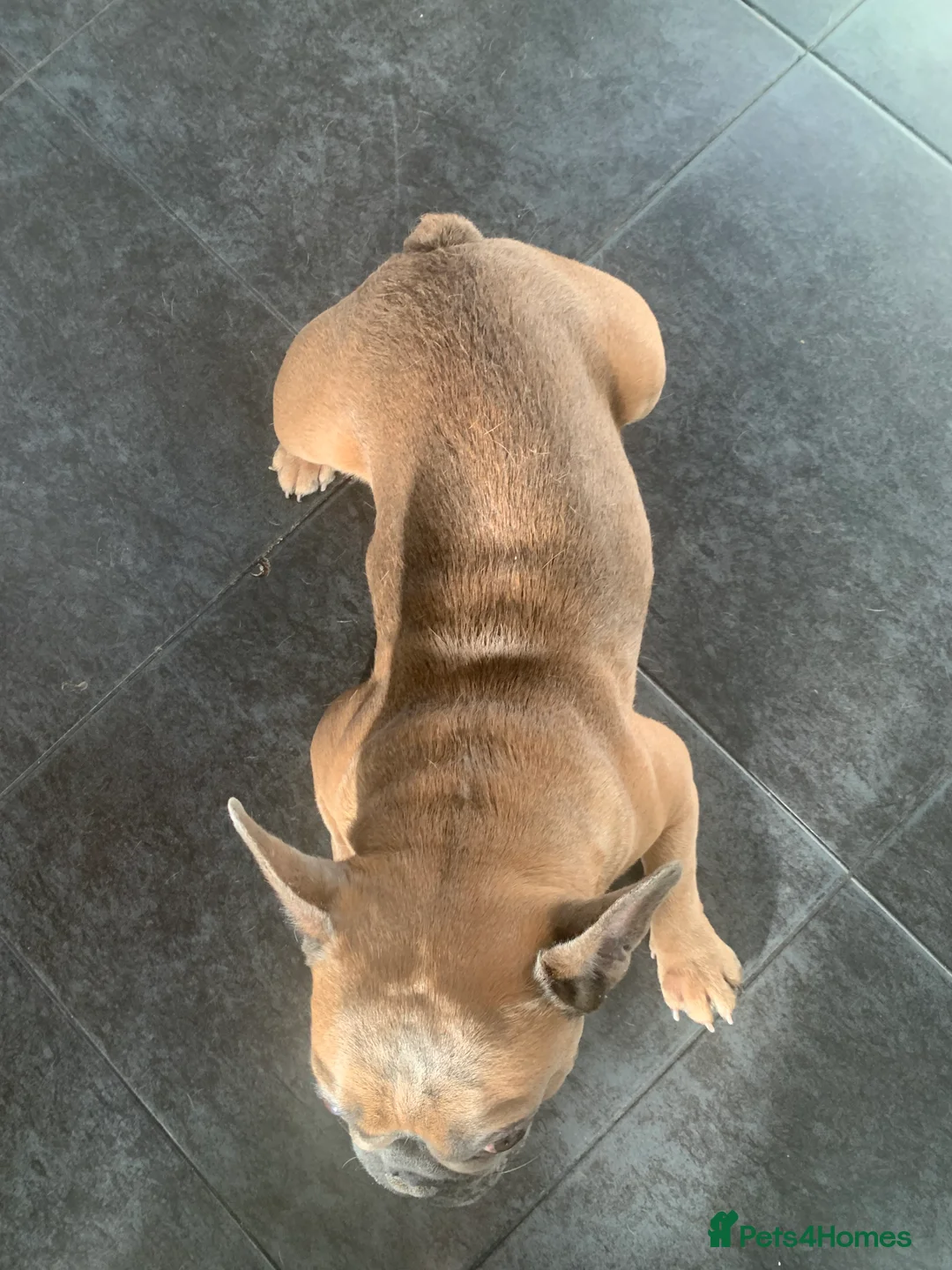 French Bulldog dogs for sale: Looking for a new home - Advert 4