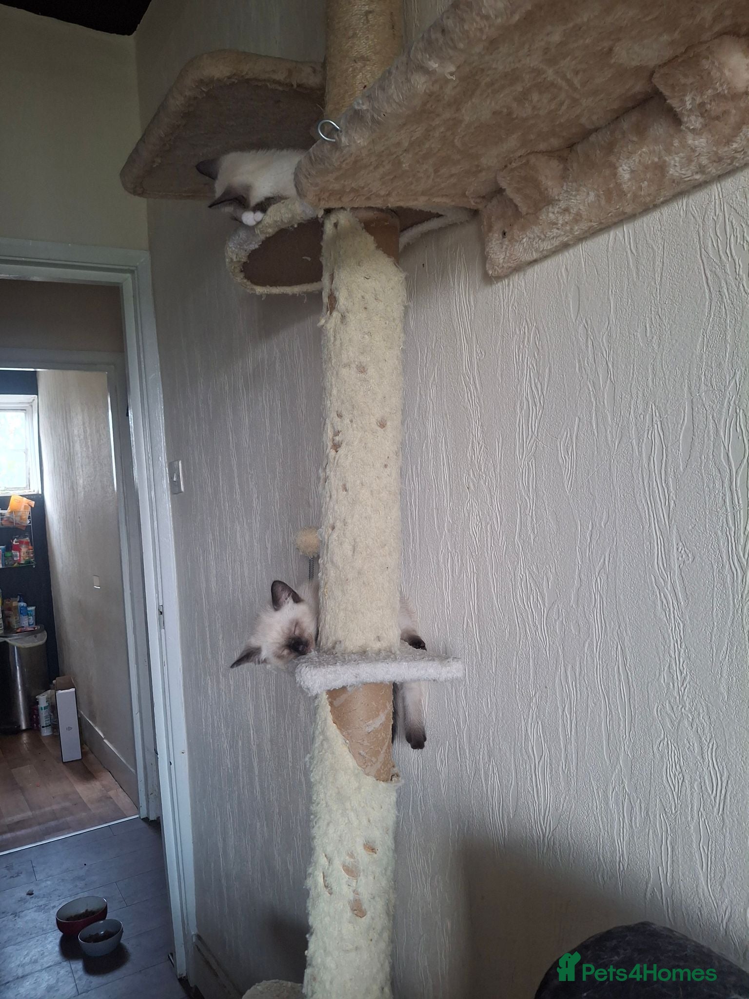 Mixed Breed cats Three Adorable Kittens Looking for Loving Homes - Advert 2