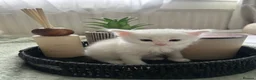 Mixed Breed cats for sale:  Beautiful Kittens Looking for a Forever Homes 🐾 - Advert 16