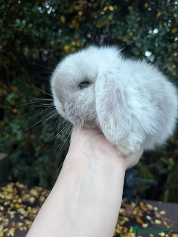 Mini Lop rabbits - Advert 1