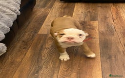 Mixed Breed dogs for sale: Old English bulldog puppy for sale. - Image 5