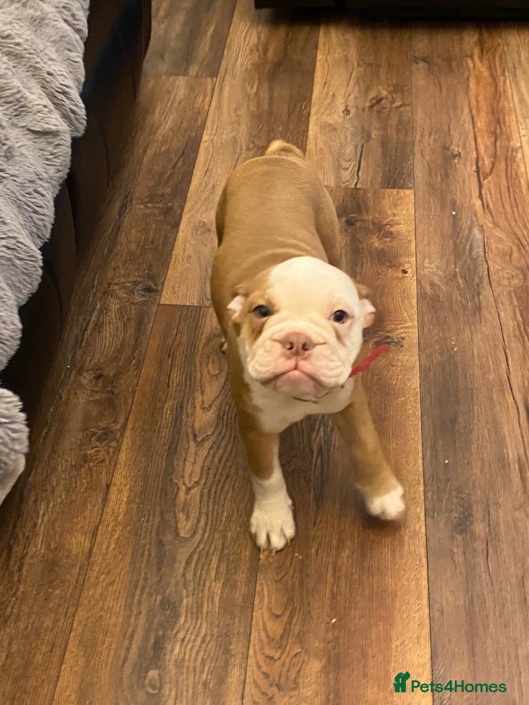 Mixed Breed dogs for sale: Old English bulldog puppy for sale. - Image 5