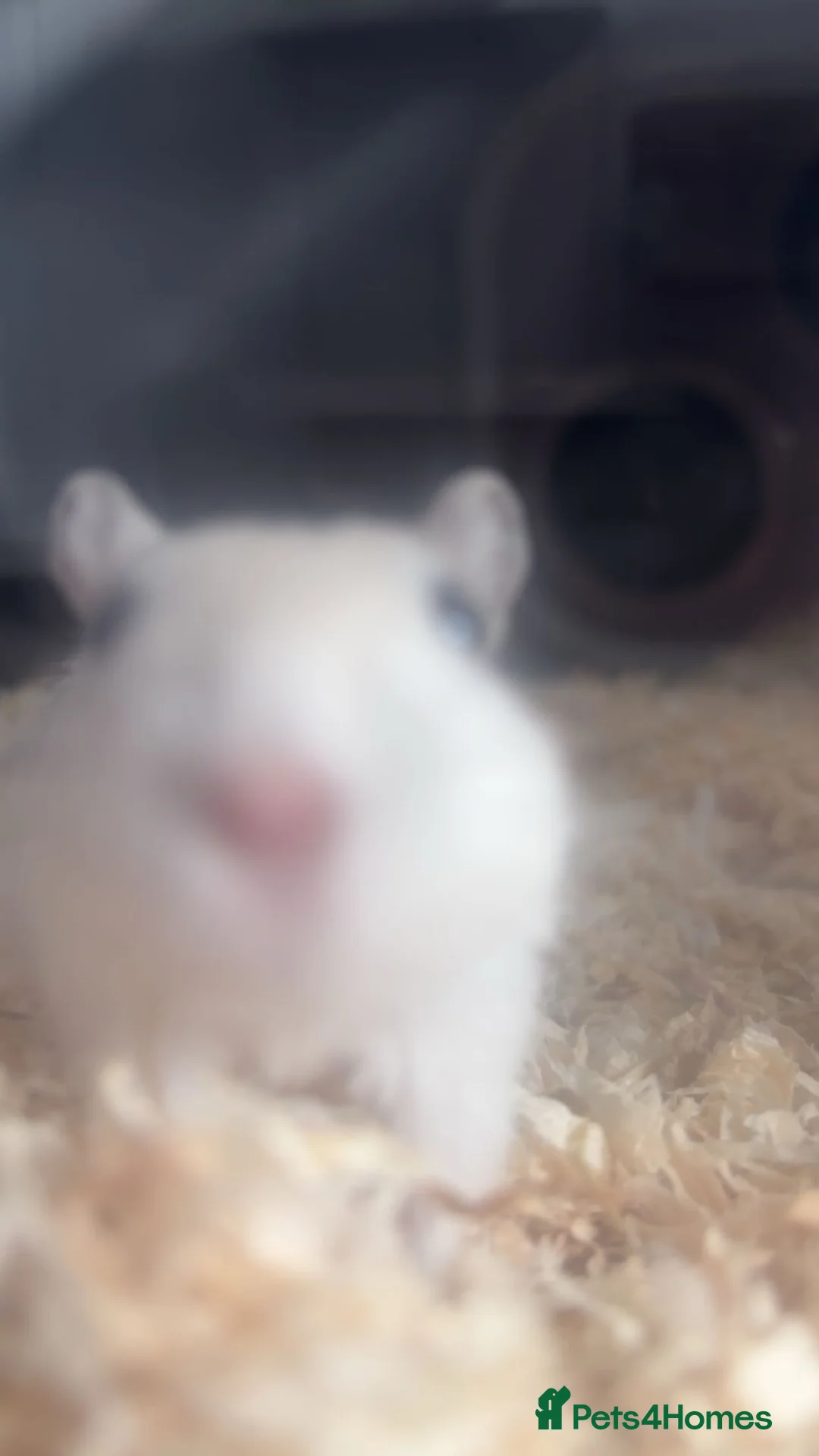 Gerbil rodents for sale: Two female gerbils in Nottingham - Advert 2