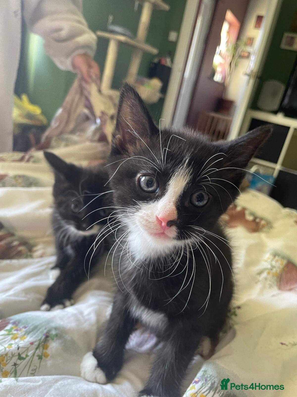 Mixed Breed cats Beautiful playful kittens  - Advert 1