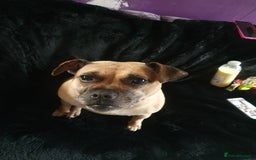 Mixed Breed dogs for sale: Pug cross staff and a bit of rottweiler  - Image 6