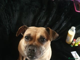 Mixed Breed dogs - Advert 9