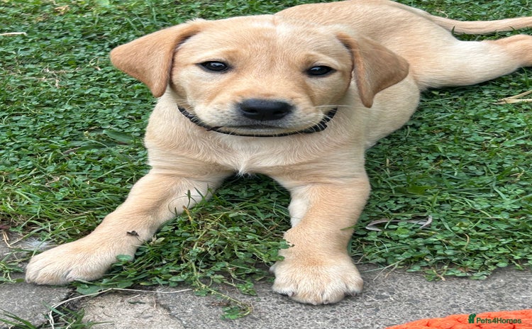 Labrador Retriever dogs in Hereford - Advert 15