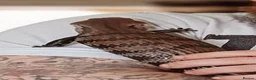Skink reptiles for sale: Blue tongue skink in Stafford - Advert 5