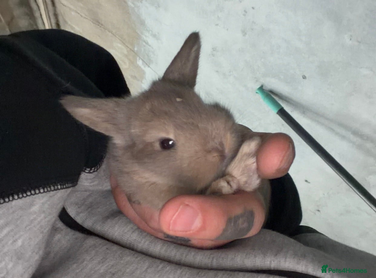 Mini Lop rabbits Mini lop - Advert 15