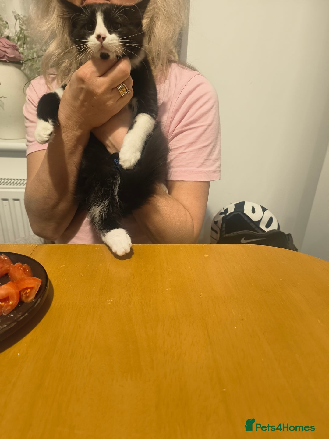 Domestic Shorthair cats for sale: Domestic Kittens - Advert 9