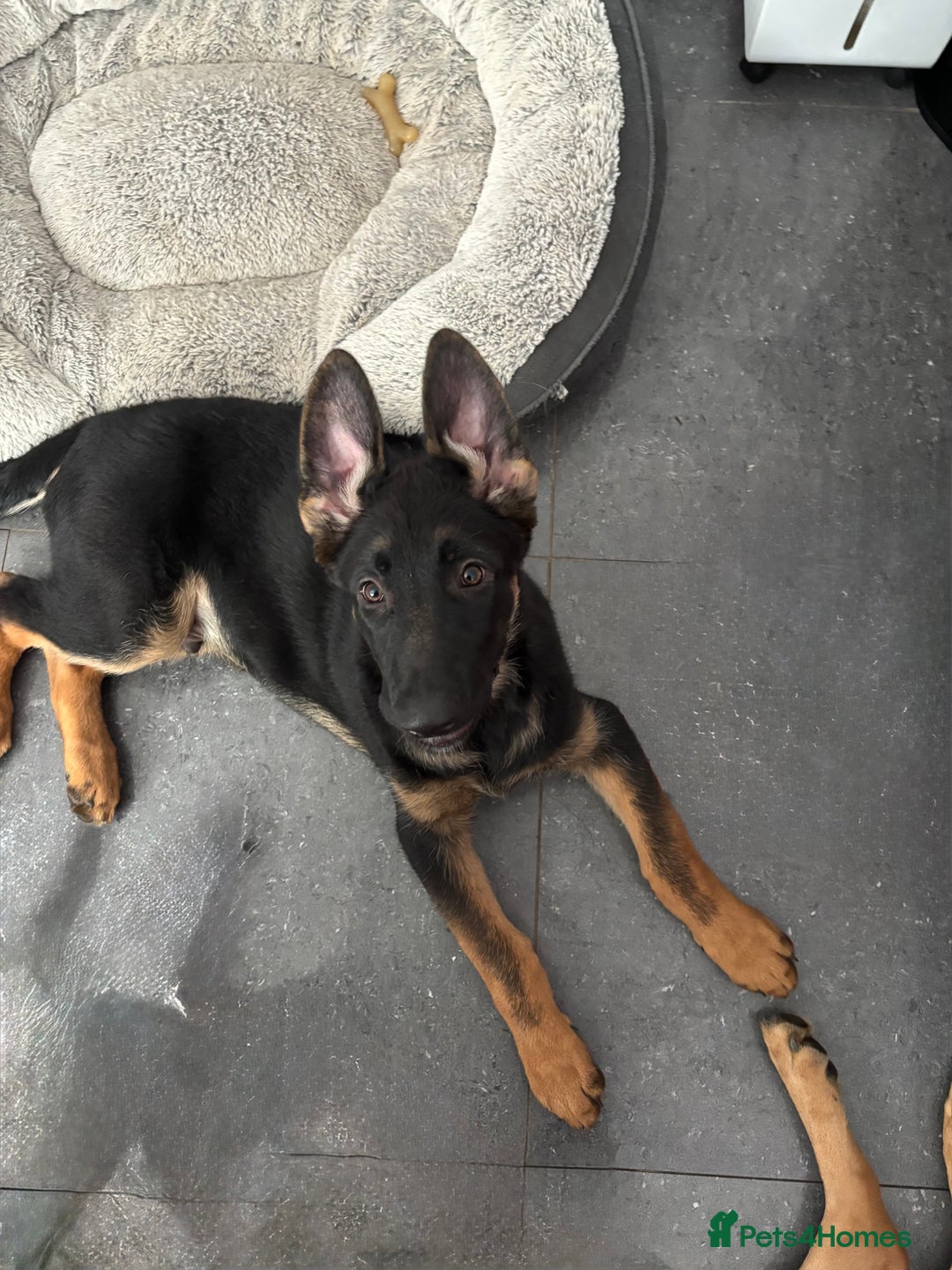 German Shepherd dogs for sale: Male German shepherd  - Image 2