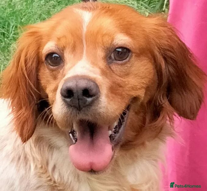 Brittany Spaniel dogs Xaxa del Matochar - Advert 1
