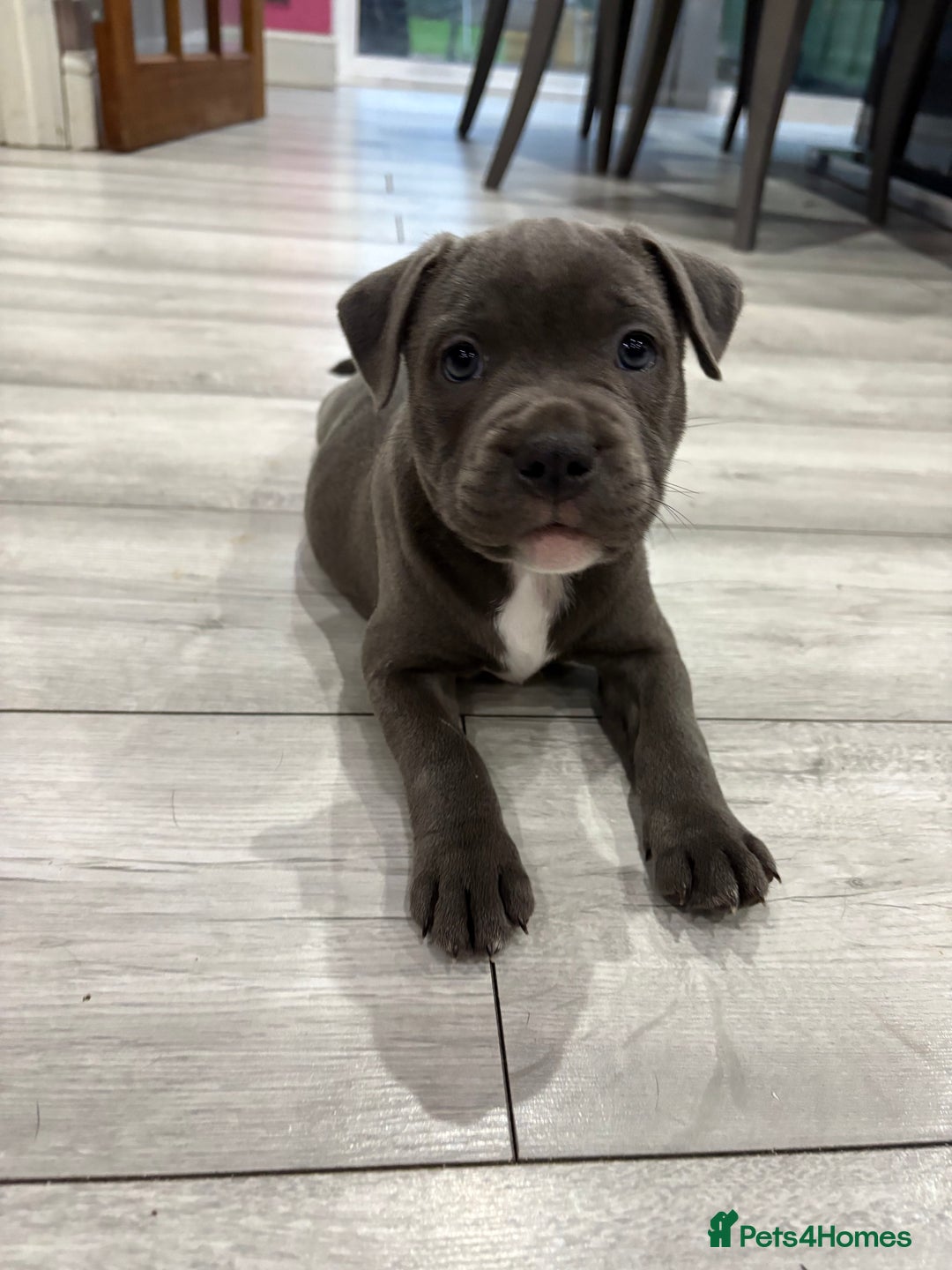 Staffordshire Bull Terrier dogs for sale: Dw Kc registered Blue Staffordshire Bull Terriers. - Advert 10