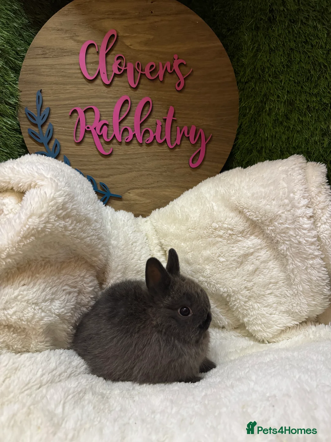 Netherland Dwarf rabbits for sale: Pedigree Neverland dwarfs only 2 males left  - Advert 1