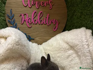 Netherland Dwarf rabbits Pedigree Neverland dwarfs boys left 24 of April - Advert 18