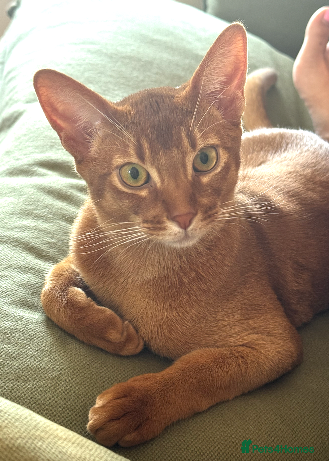 Abyssinian cats for sale: Sorrel Abyssinian, GCCF Reg, Champion Line - Image 4