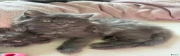 Maine Coon cats for sale: (Gone pending collection)  - Advert 2