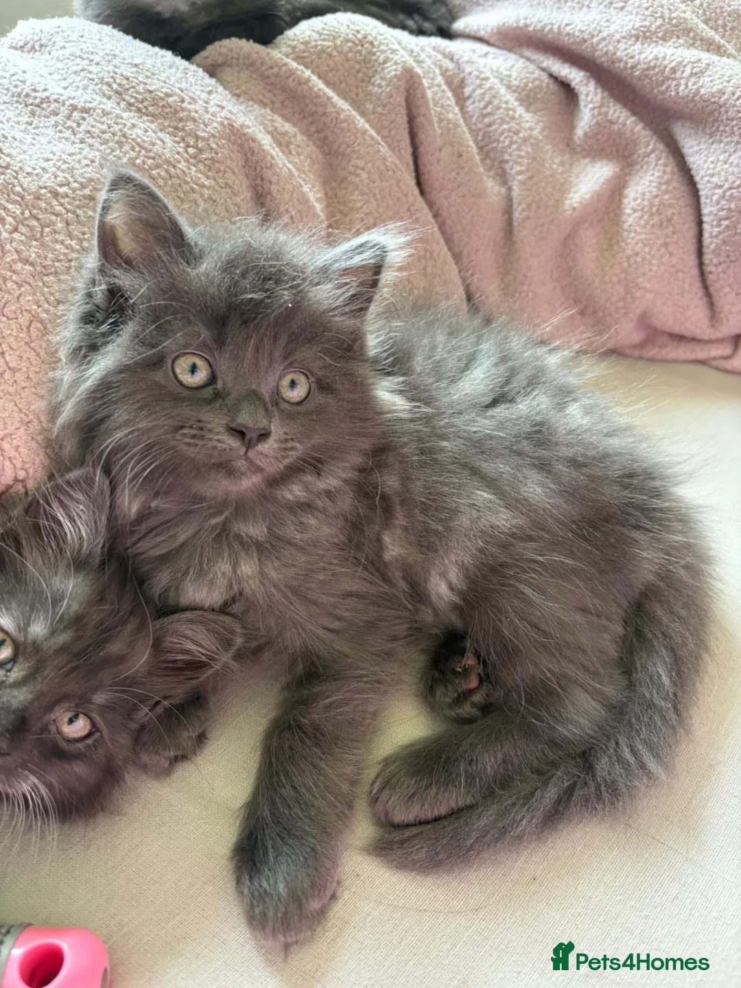 Maine Coon cats for sale: (Gone pending collection)  - Advert 2