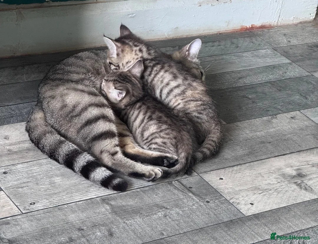 Mixed Breed cats for sale: 2 female kittens  - Advert 1