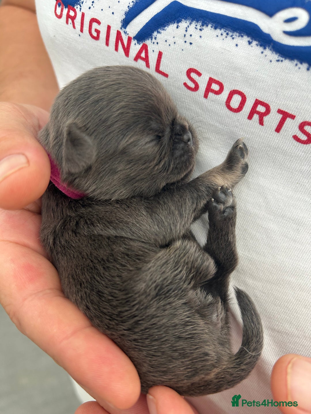 Pug dogs for sale: Beautiful Pug puppies - Image 5